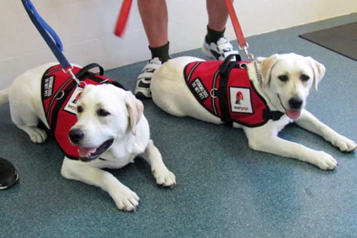 Two dogs lay on the ground with assistance jackets on and leads attached.