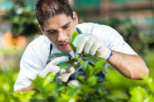 Man working in greenhouse